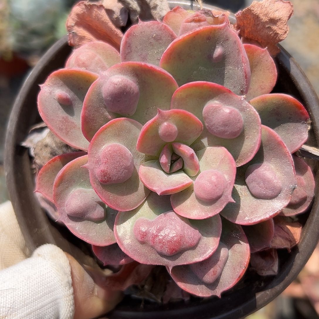 富迪库旅途中央音乐学院