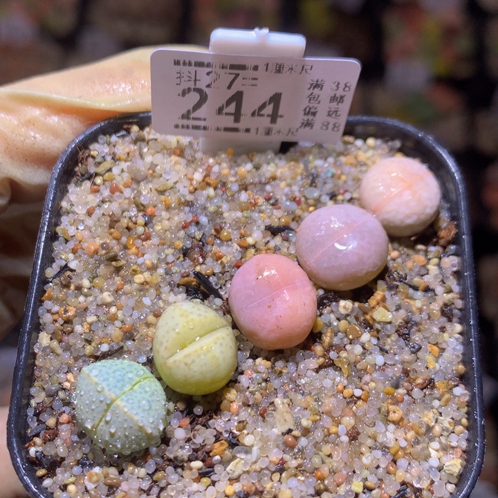精品生石花27.244