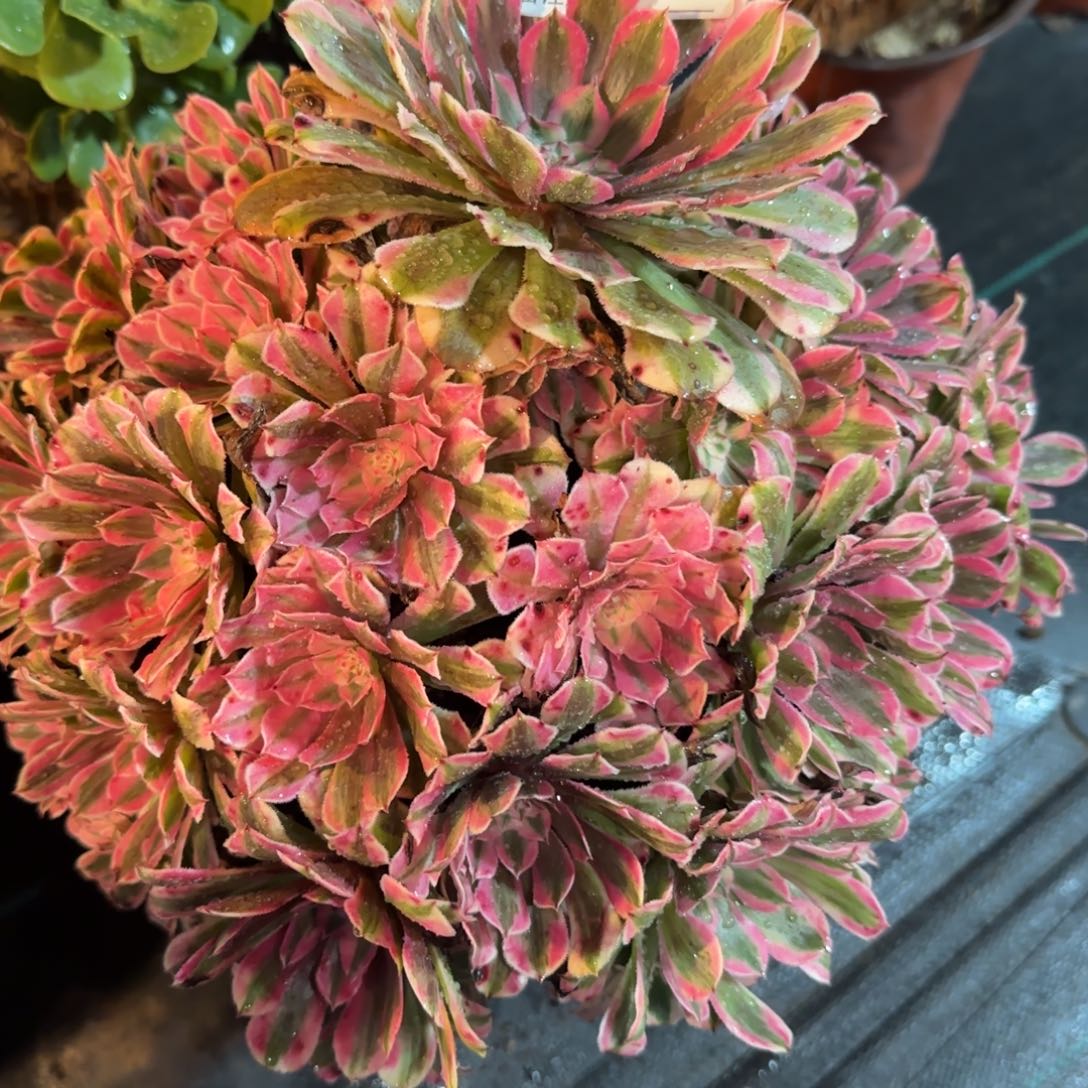 向***往粉铜多肉1991多肉