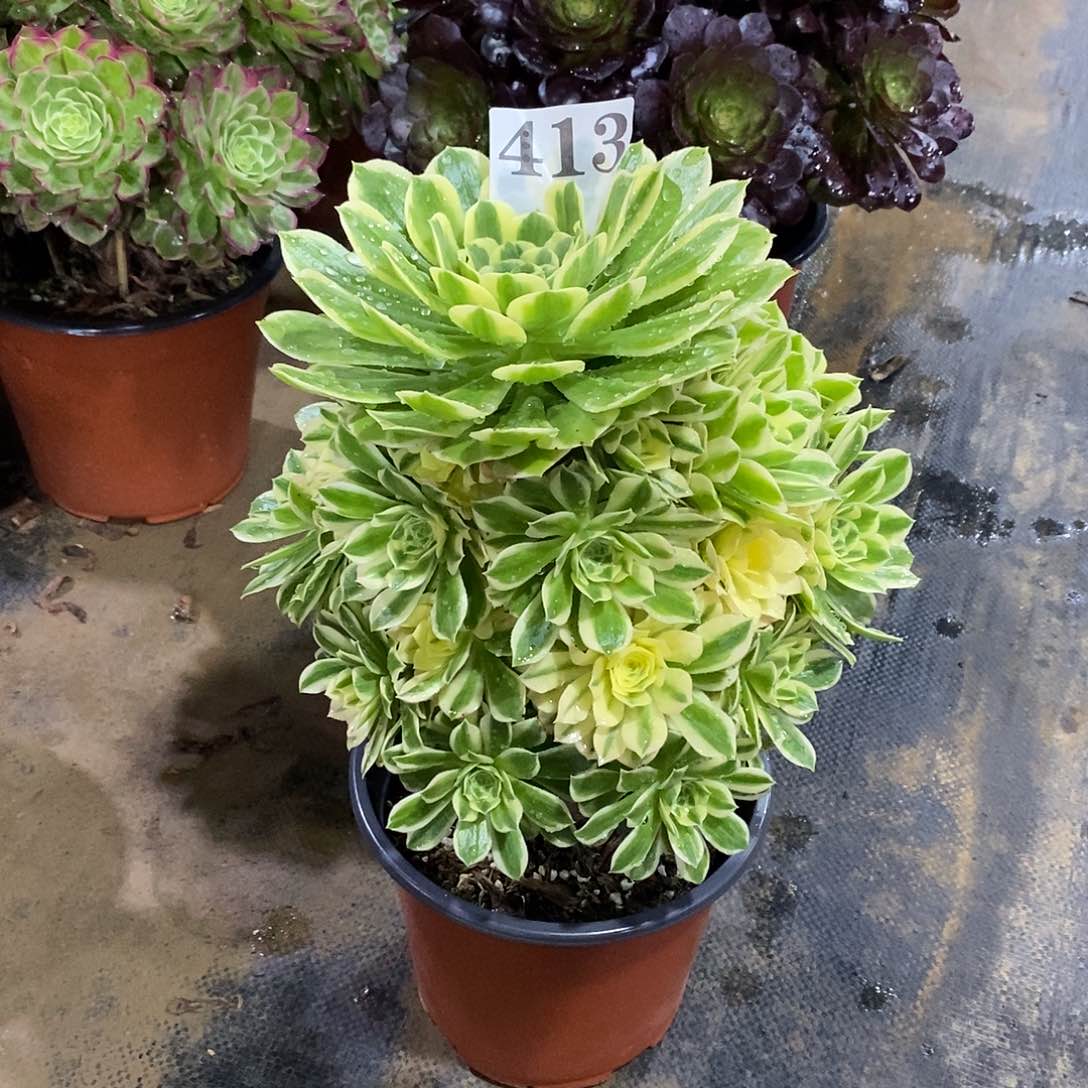 艳凝413多肉法师植物
