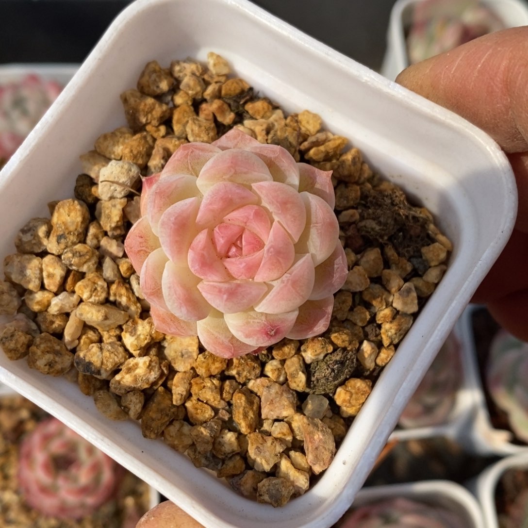 精品多肉一物一拍不包整1