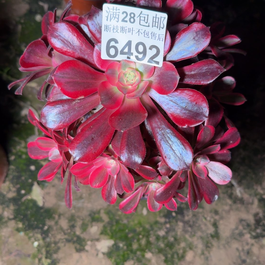 6492美杜莎量不包断枝多肉