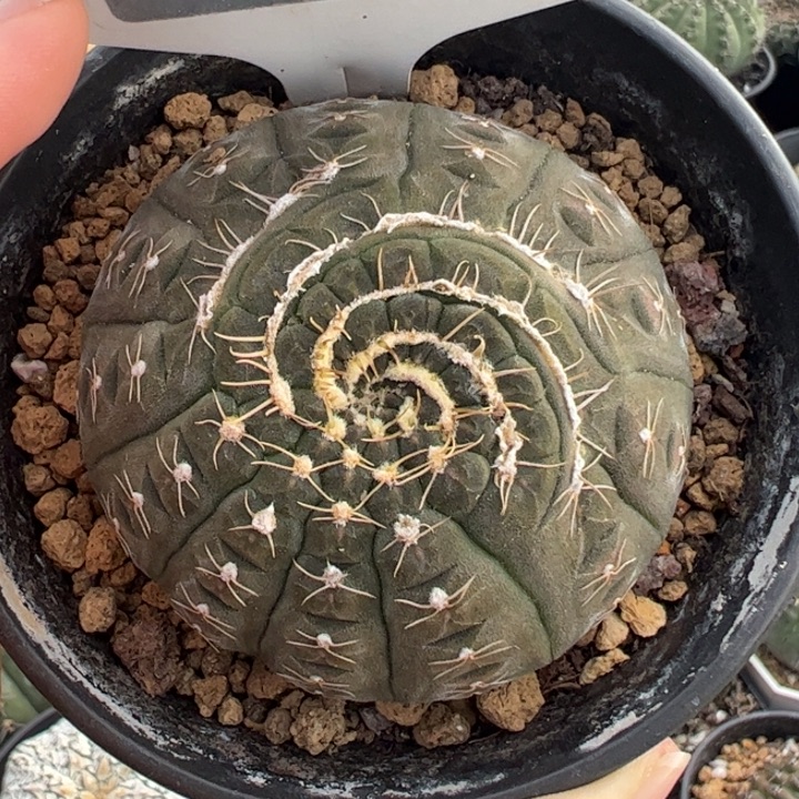 实生拉根刺缀仙人球