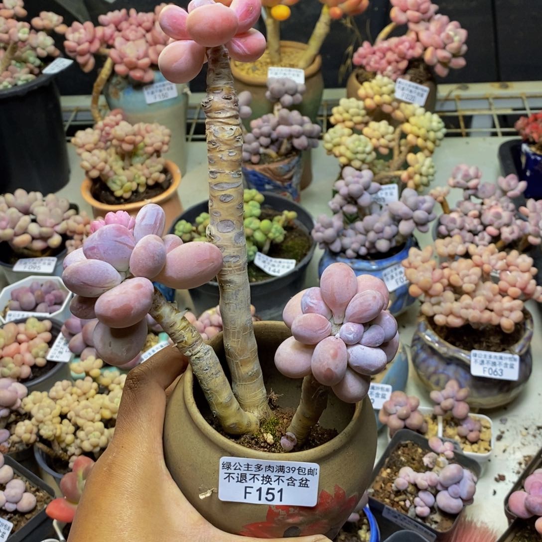 151橙奶多肉肉9c m