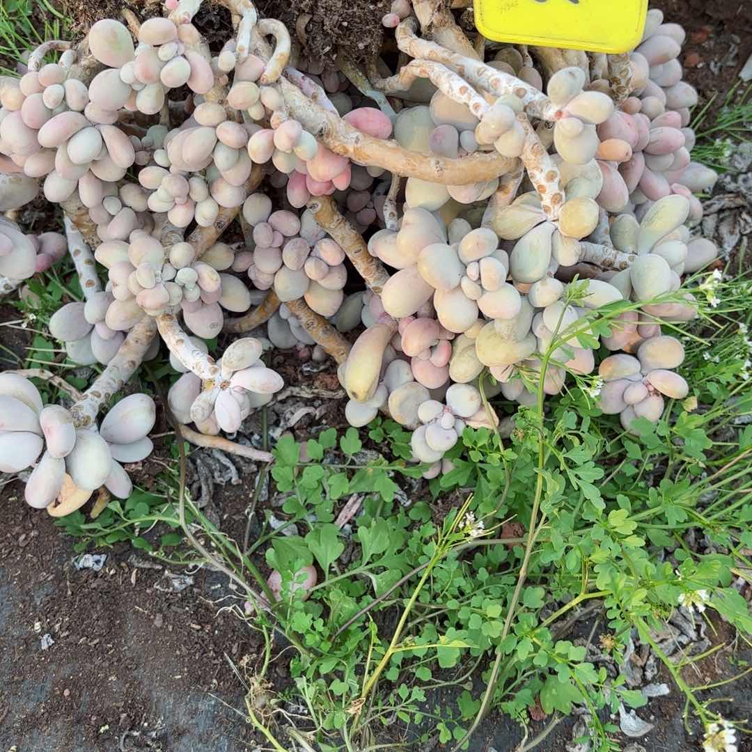 涵**朵桃蛋不售18-26。      