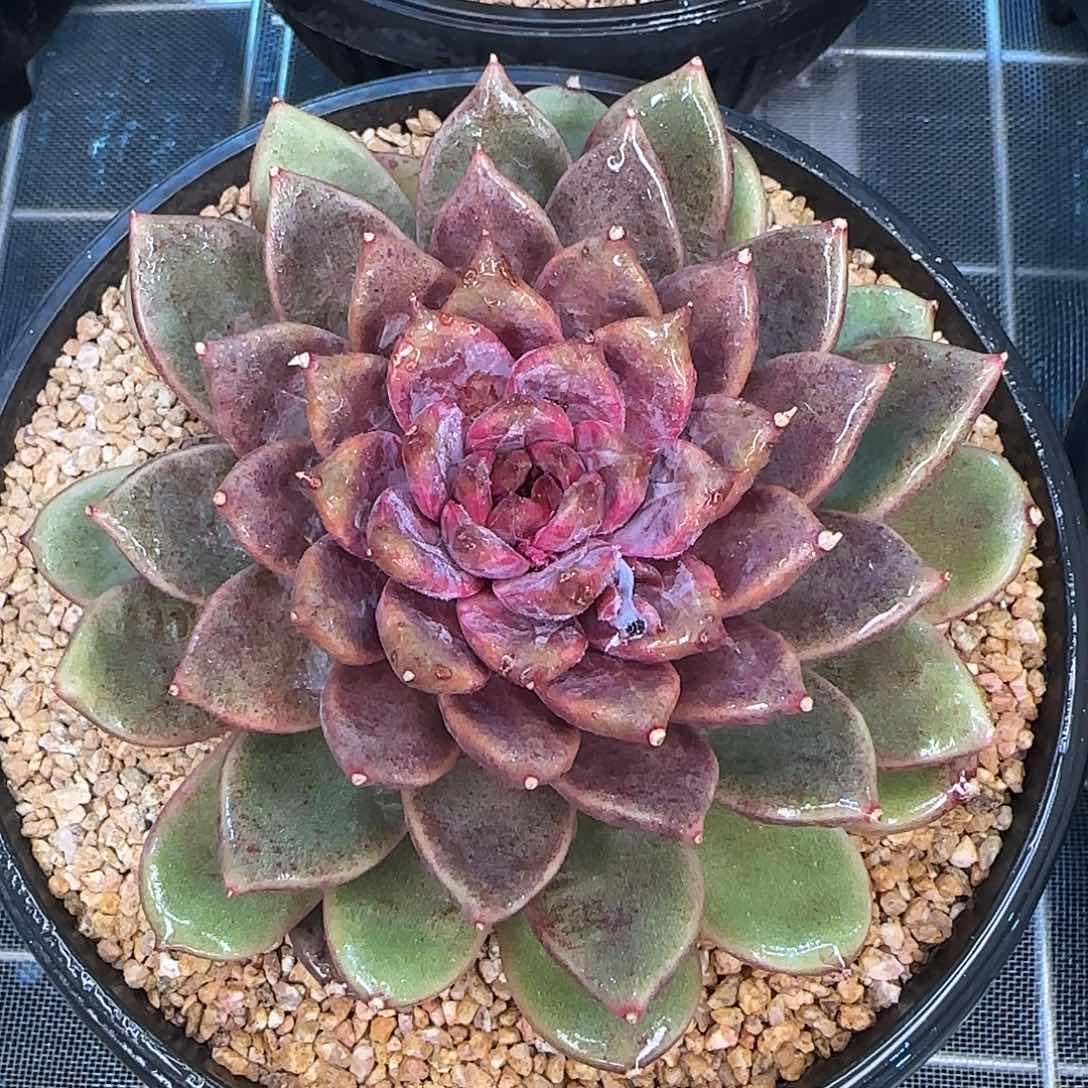 从前慢花园精选宝格丽