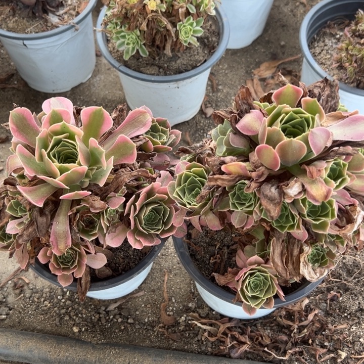 香妃两颗组多肉植物量上