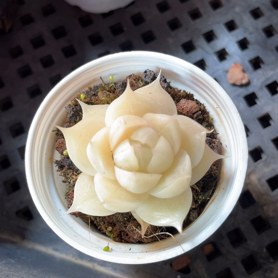 优选麦秆福利9362
