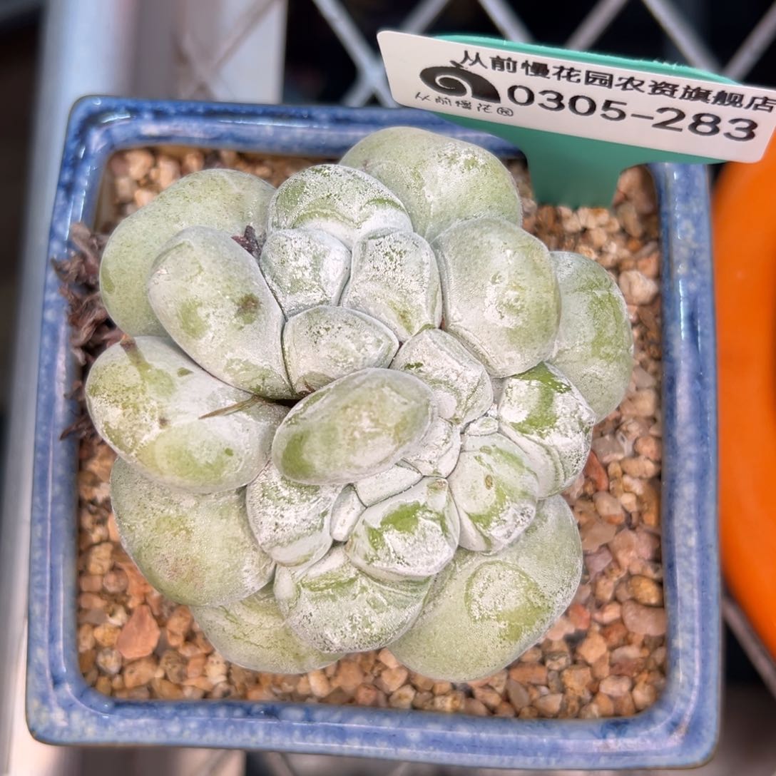 多肉一物一拍0305-283