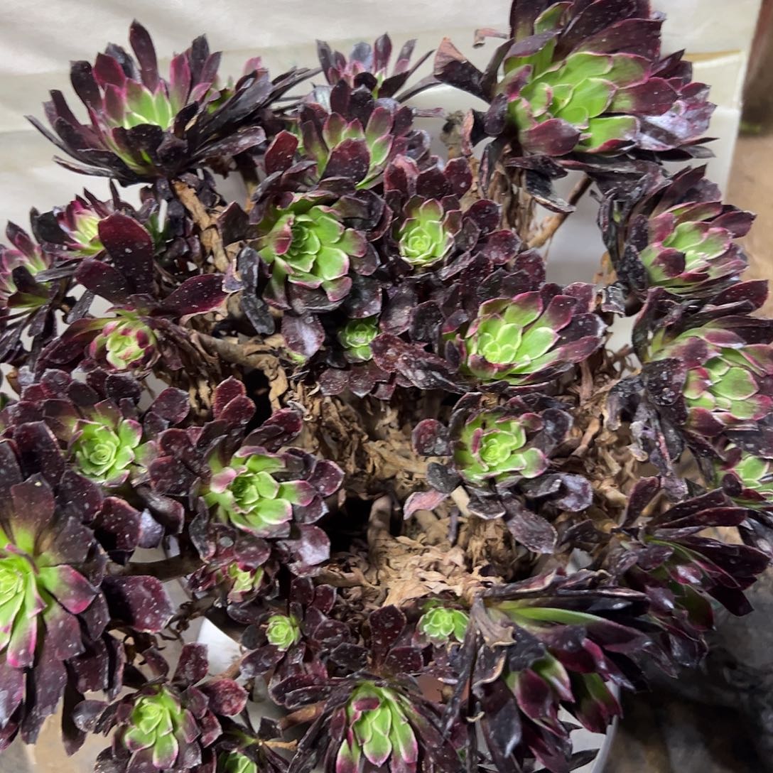 多肉女儿红法师335