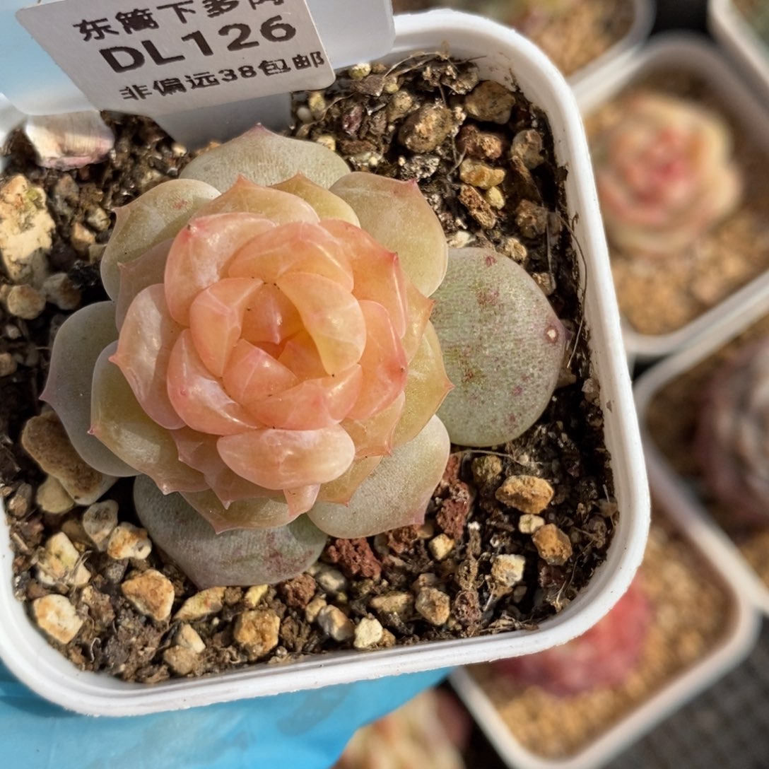 126东篱下多肉植物盆栽