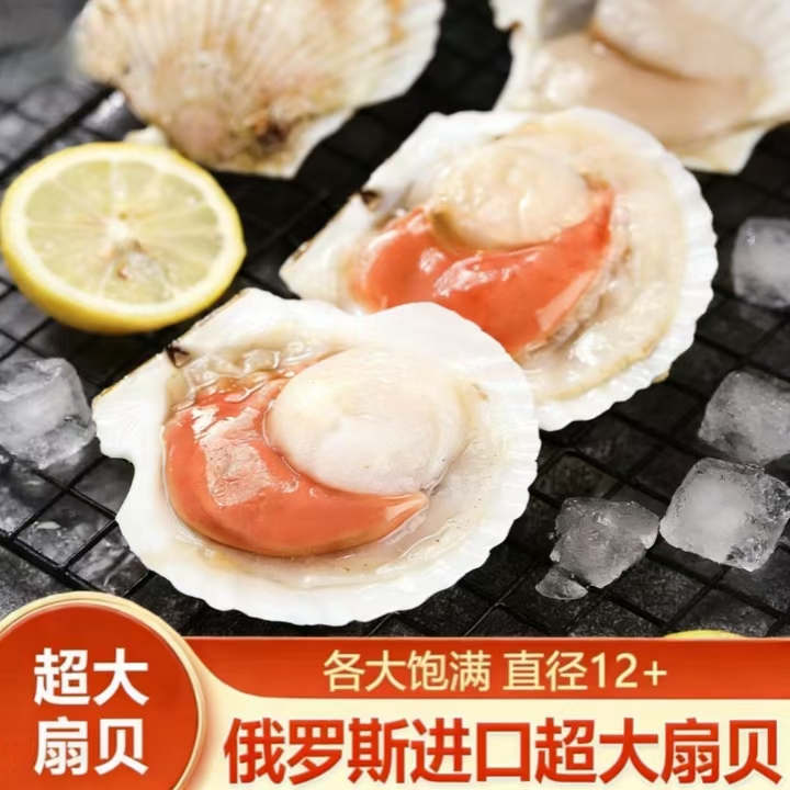 【俄罗斯超大扇贝】超大半壳扇贝12+厘米饱满新鲜冷冻超大半壳扇贝