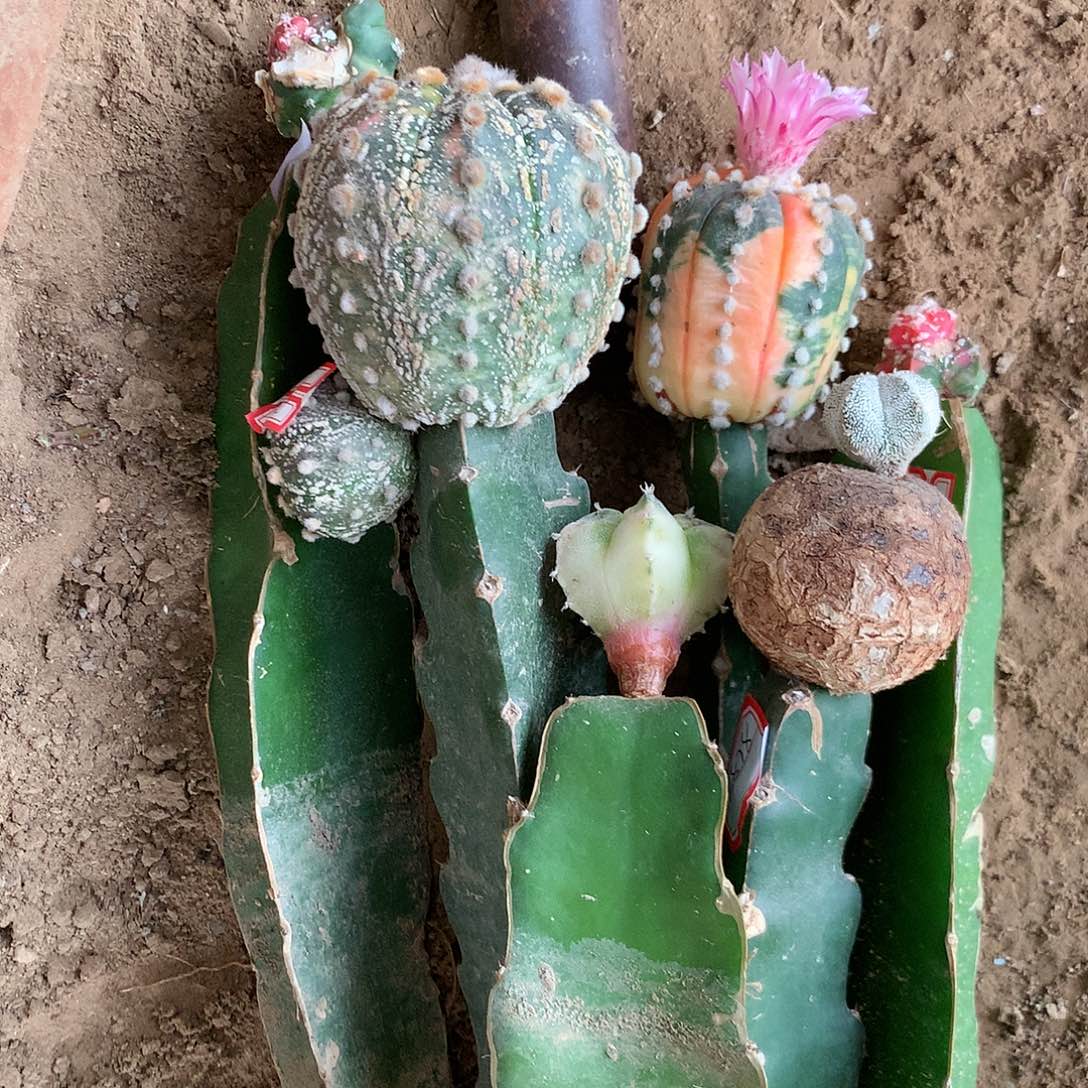 【闪购商品】?****?两兜四玉玉