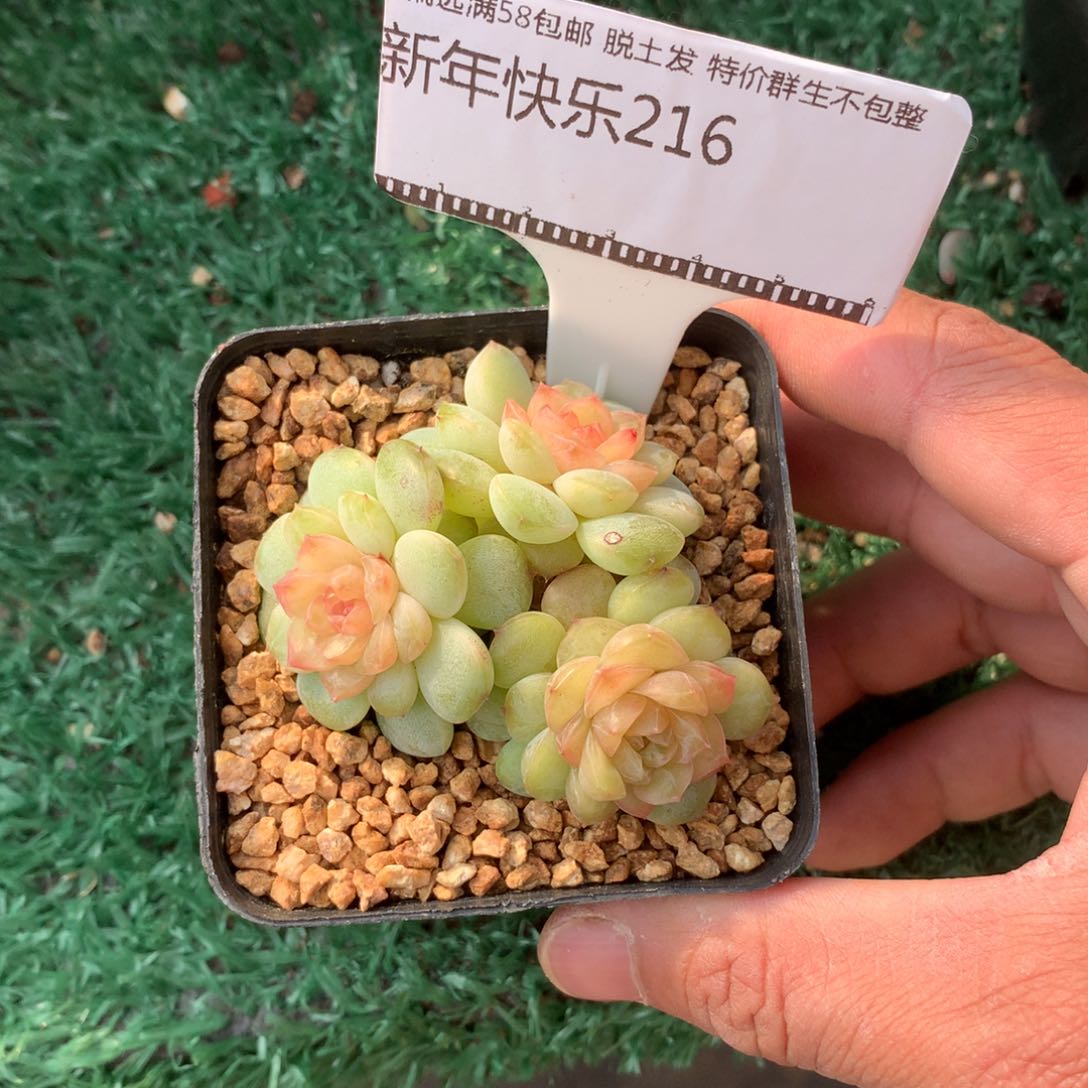 梦幻珍妮老桩自然群58包邮