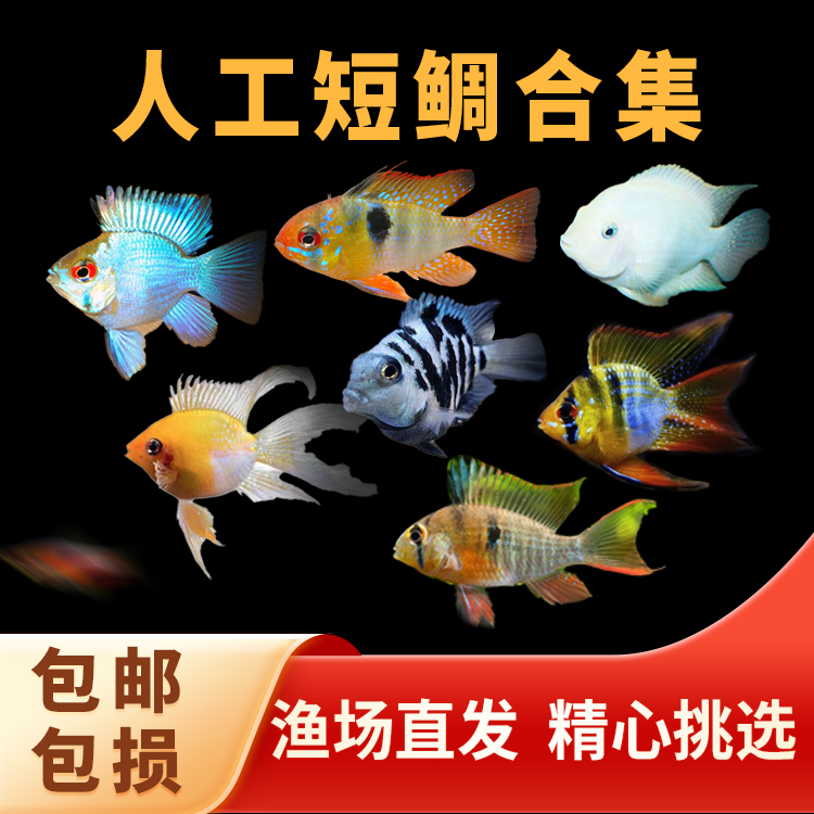 小短鲷金波子金波子阿凡达凤凰皮卡丘迷你热带小型小鱼鱼苗观赏鱼