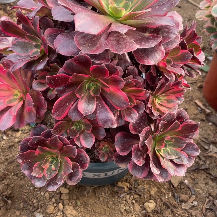 无花朵123多肉植物美杜莎