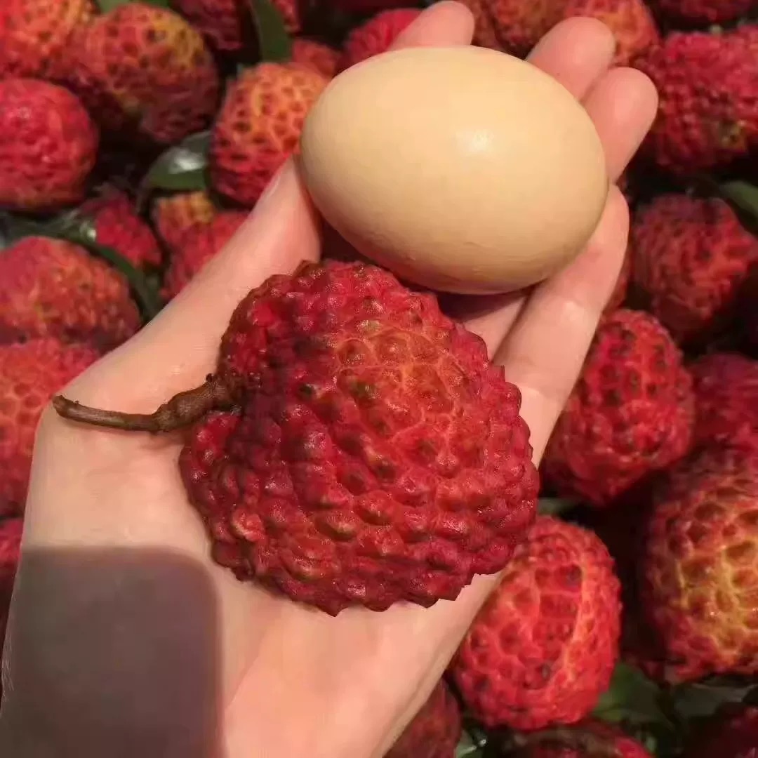 【顺丰包邮】正宗火山荔枝王当季新鲜应季水果