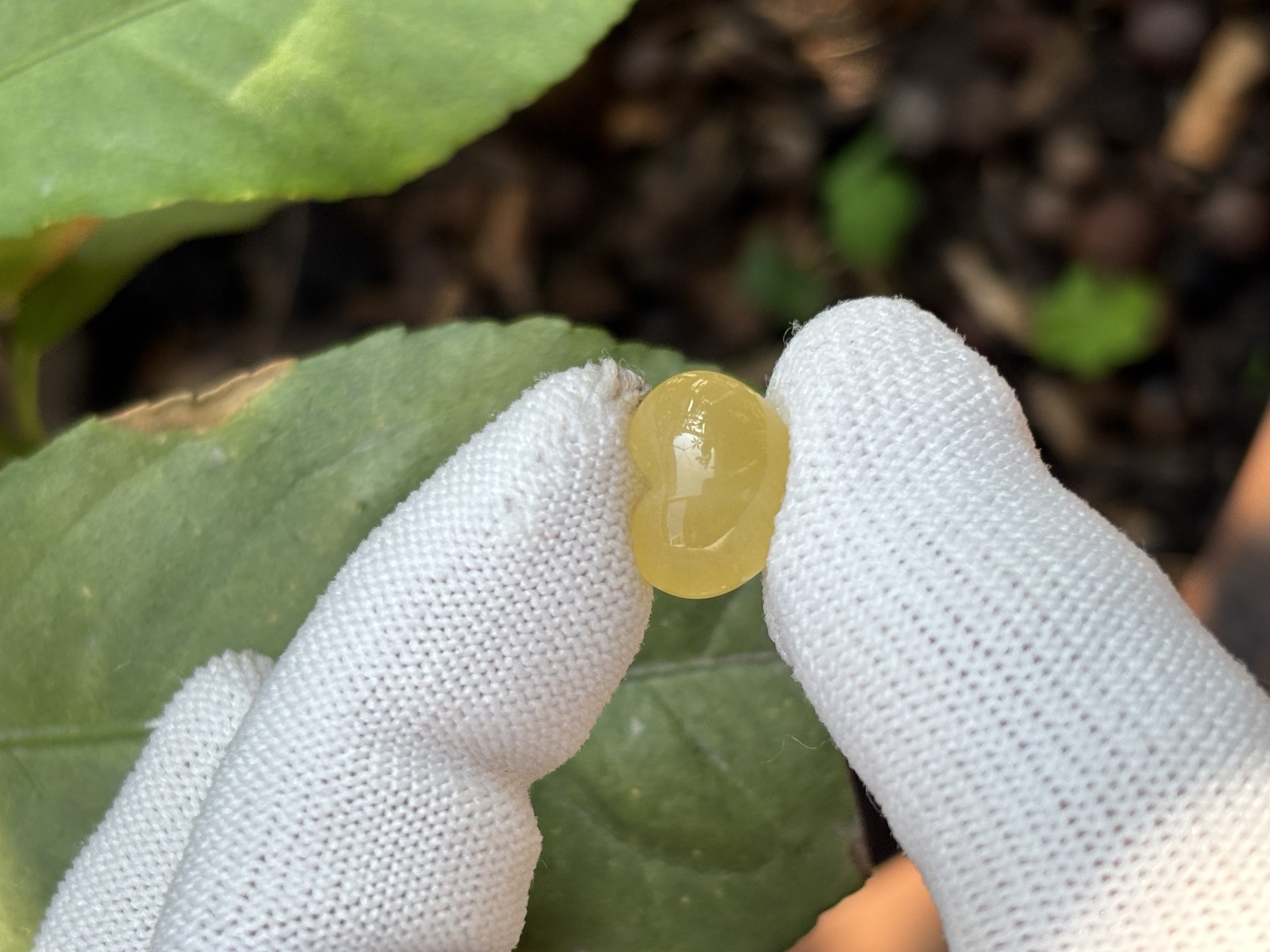 F0020天然蜜蜡琥珀屁桃配饰13.9x10.8x9.9mm