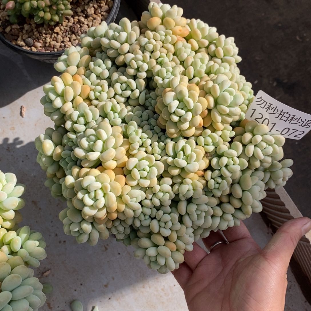 两单包邮1201-72鱼子酱