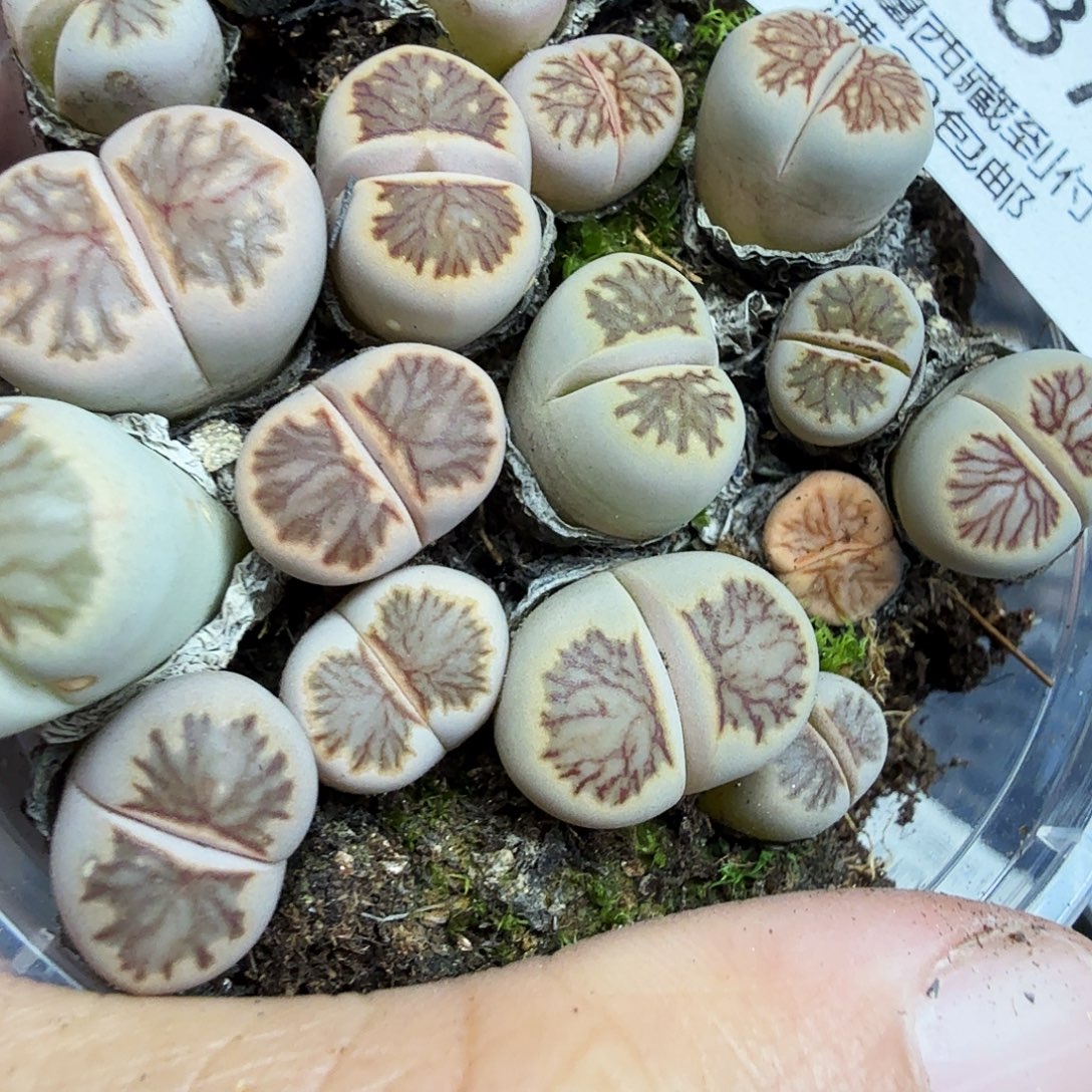 哈哈笑不出话就笑道587你