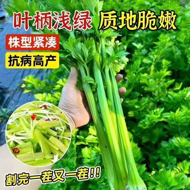 大肉西芹苗带土发货适合阳台庭院盆栽种植