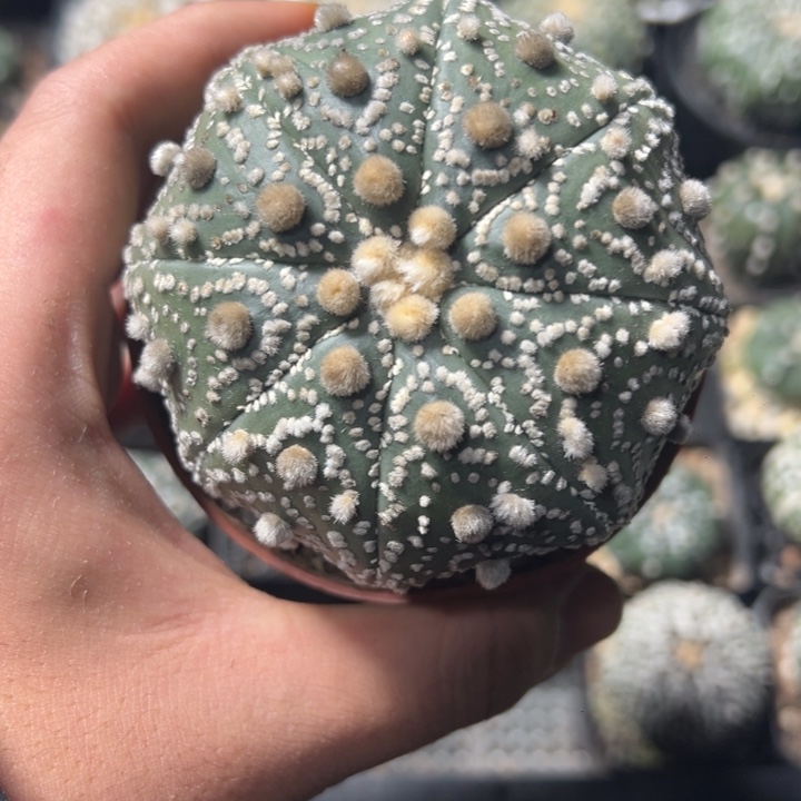 一物一拍仙人球兜
