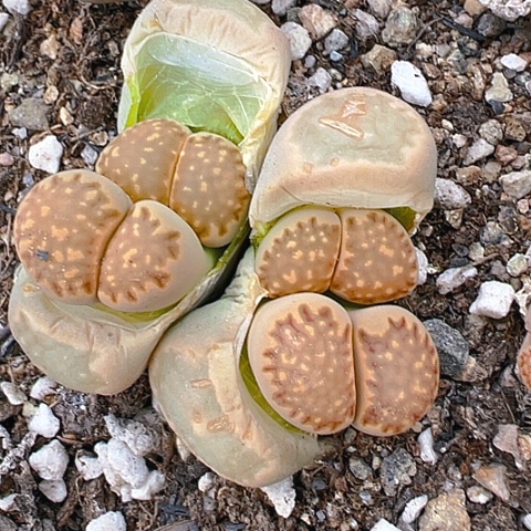 【闪购商品】25321