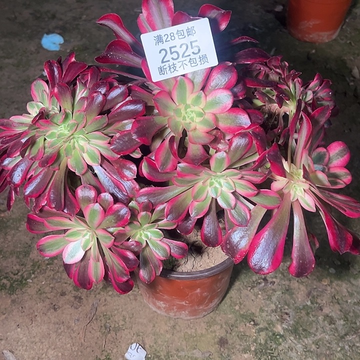 2525美杜莎多肉植物