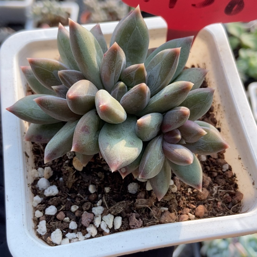 1458重楼多肉植物多肉
