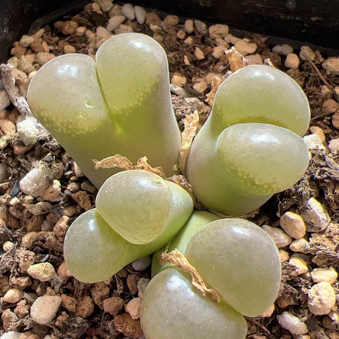 【闪购商品】133 风铃