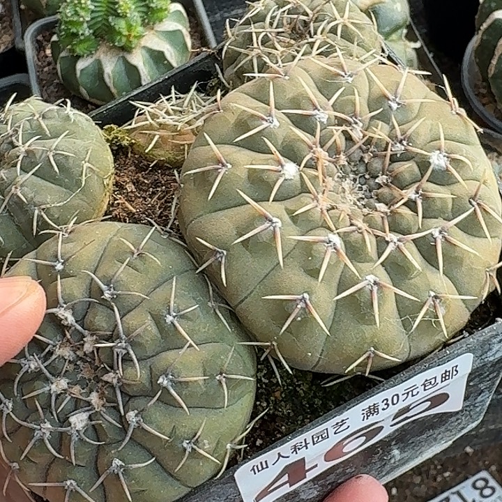 无花朵实生5颗怪龙丸465