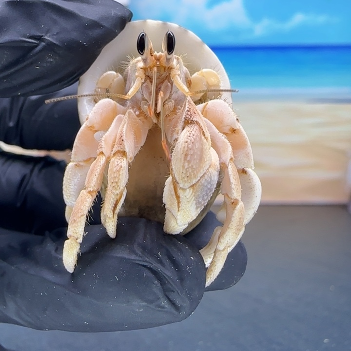 A24-1.6口干净奶橘