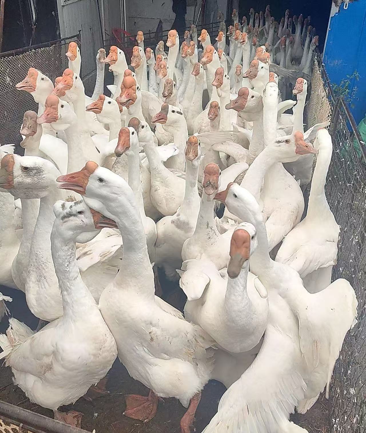 （二年老鹅）东北散养大鹅肉质鲜美（有油，介意勿拍）