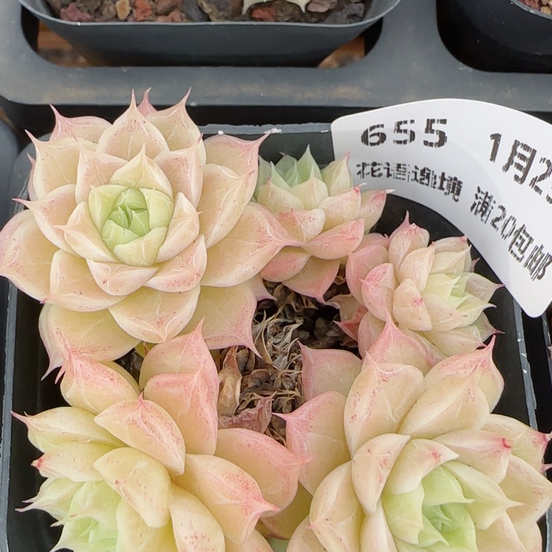 花语逸镜0129-655