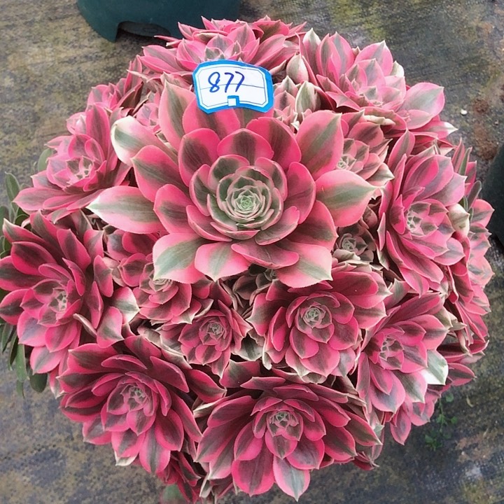 877女妖多肉法师