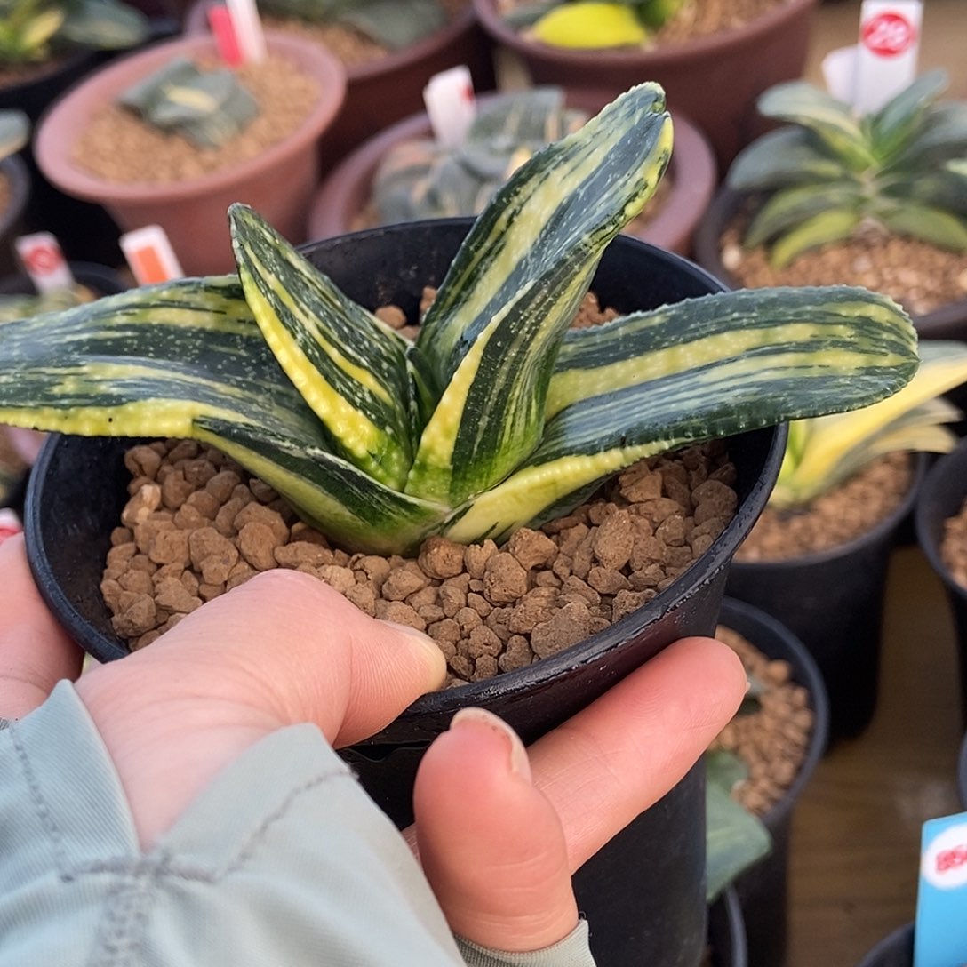 光***行116卧牛实生锦带盆发货