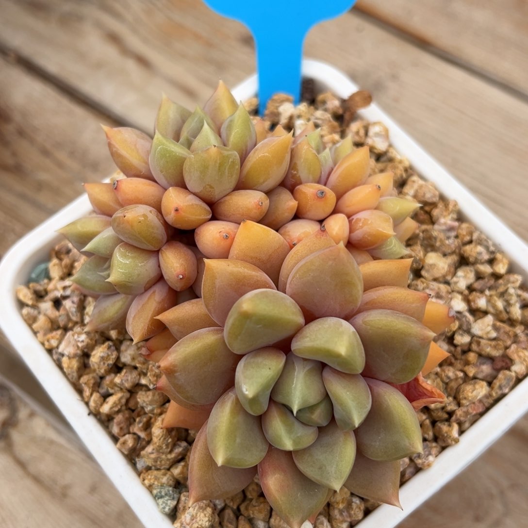 1-16-7精控红象牙多肉植物