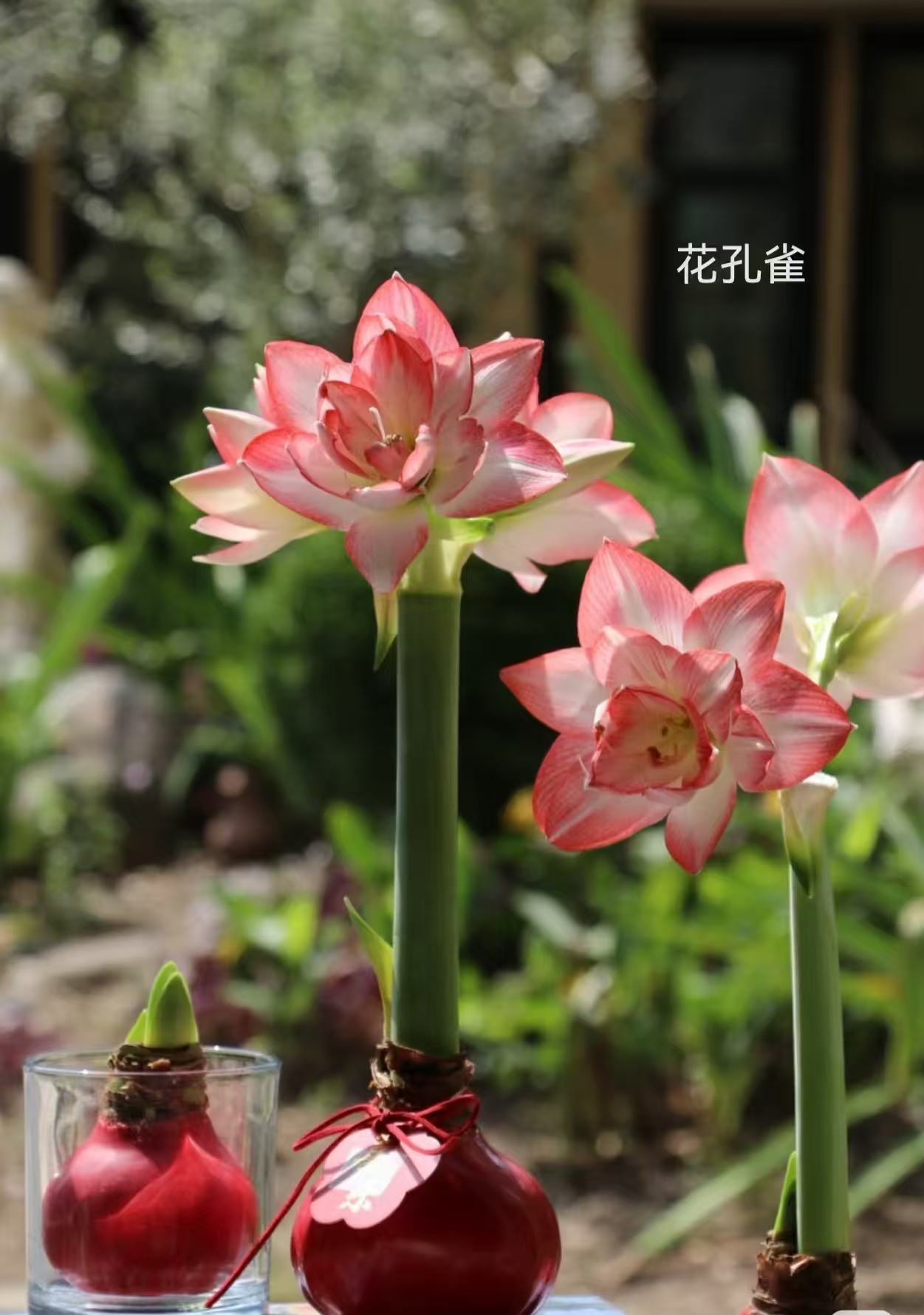 【朱顶红蜡球】鲜切花美观养护