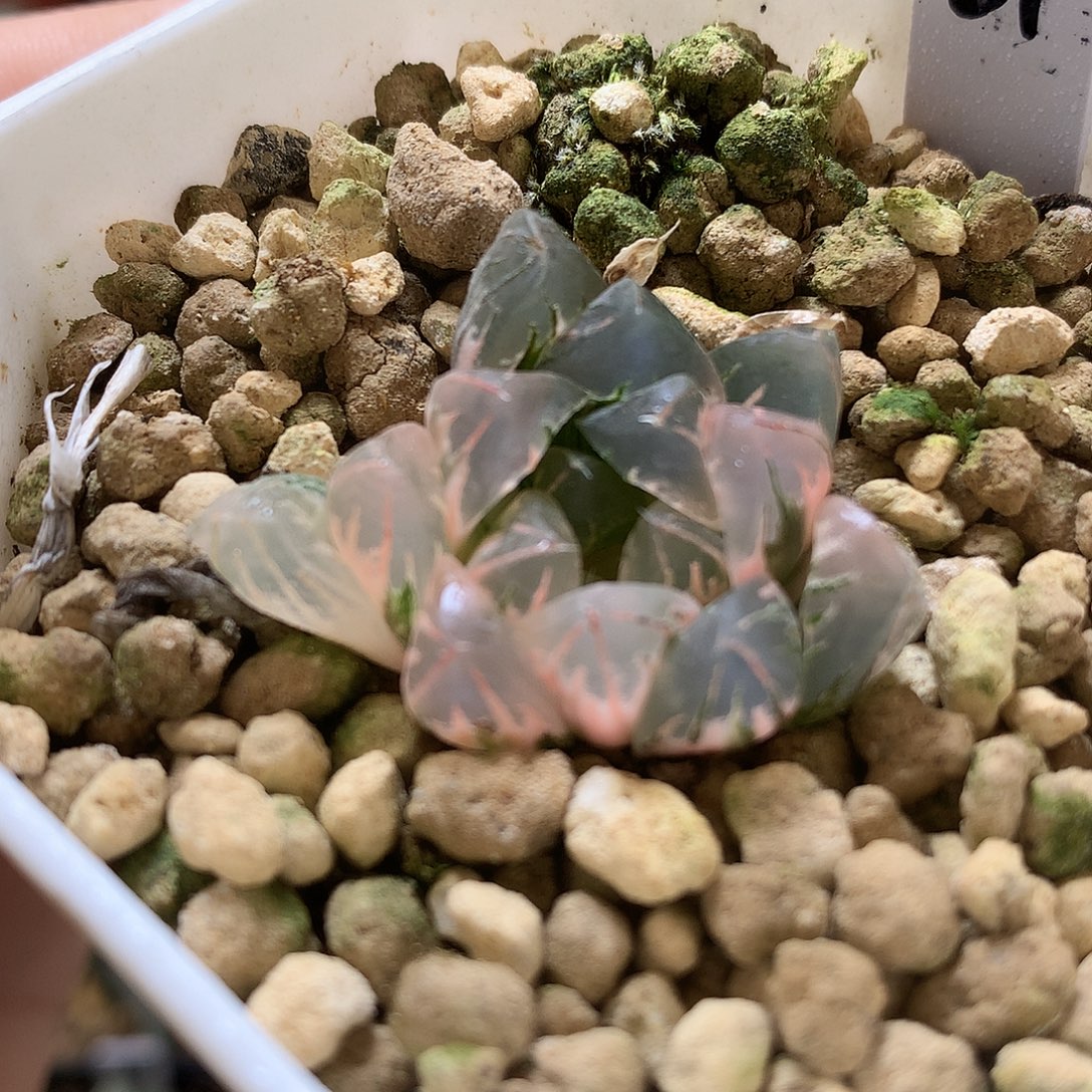 北极之光玉露锦daisee