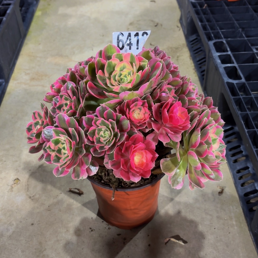 无花朵9413七彩石1111111