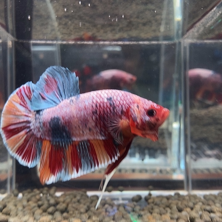 斗鱼黑29号巨斗将军