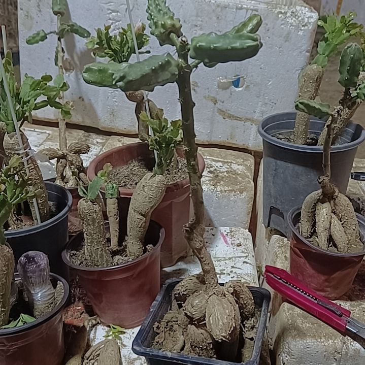 红***！月之桂嫁接5点水仙脱土