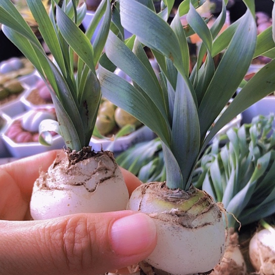 无花朵1345，两颗弹簧草3.6厘米