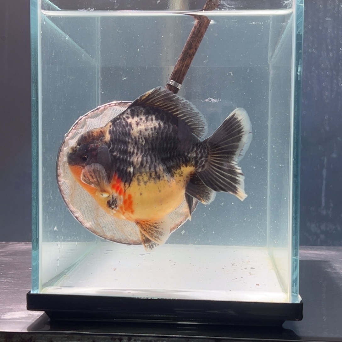 金鱼折尾5666555545568874