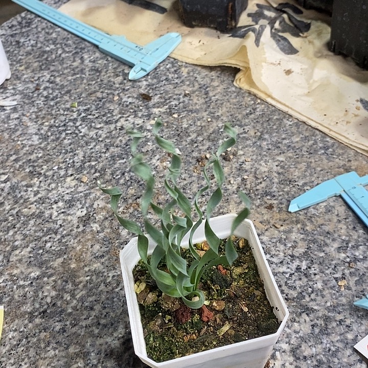 完美主义者勿拍弹簧草121814