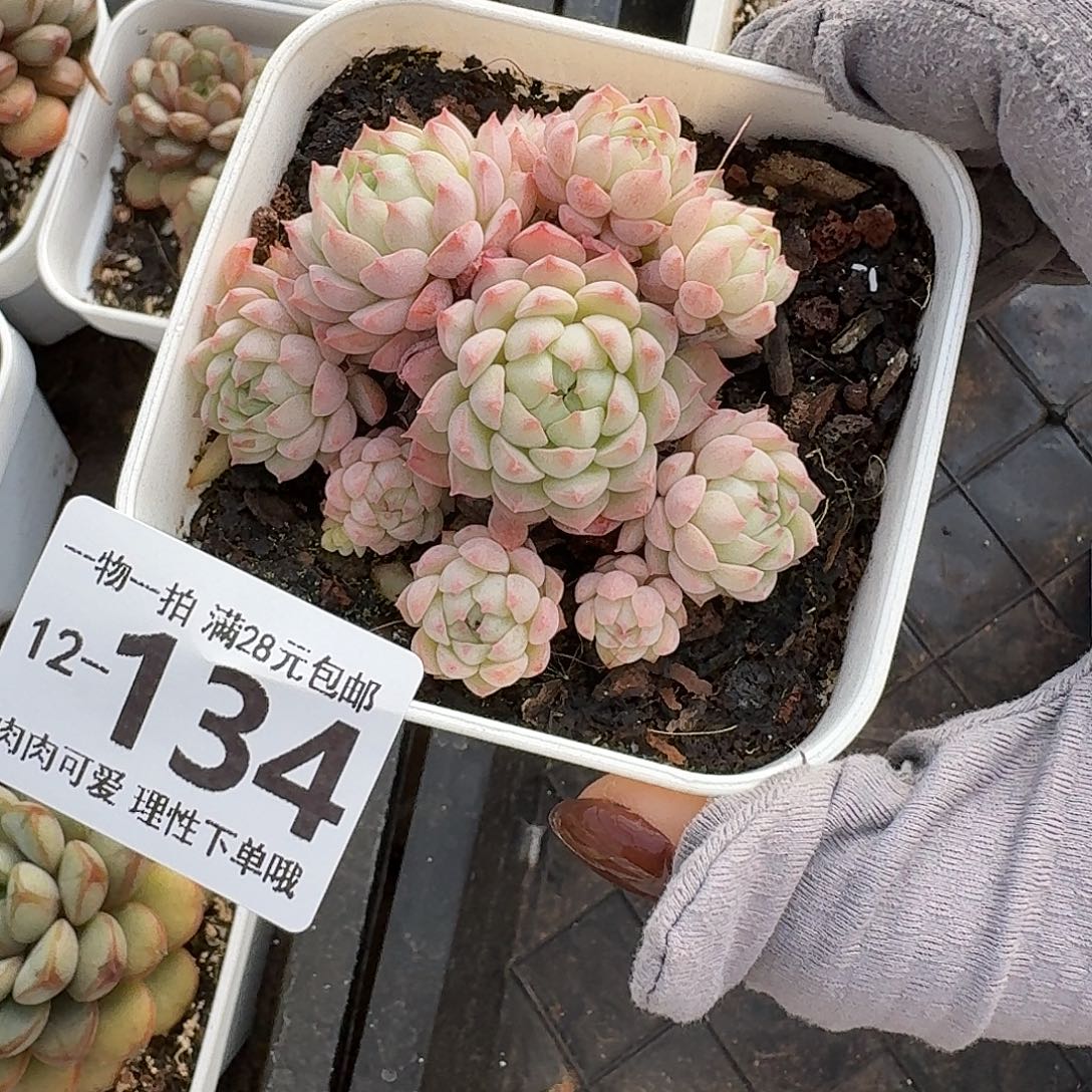 小粉梅多肉无盆土发货