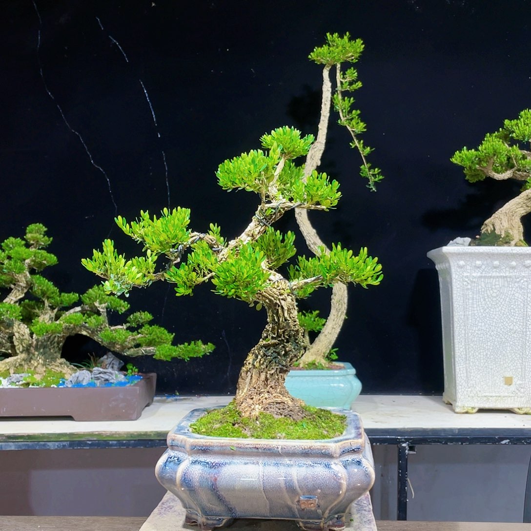 黄杨盆景四季常青