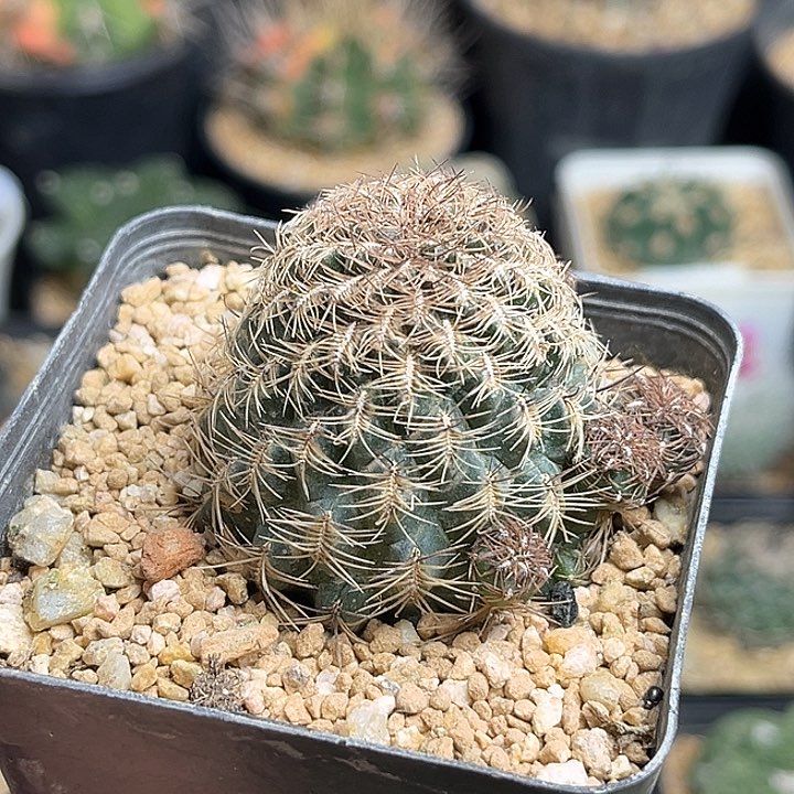沟宝山自根群一颗一物一拍