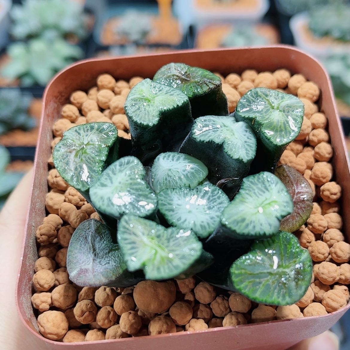 【闪购商品】碧琉璃