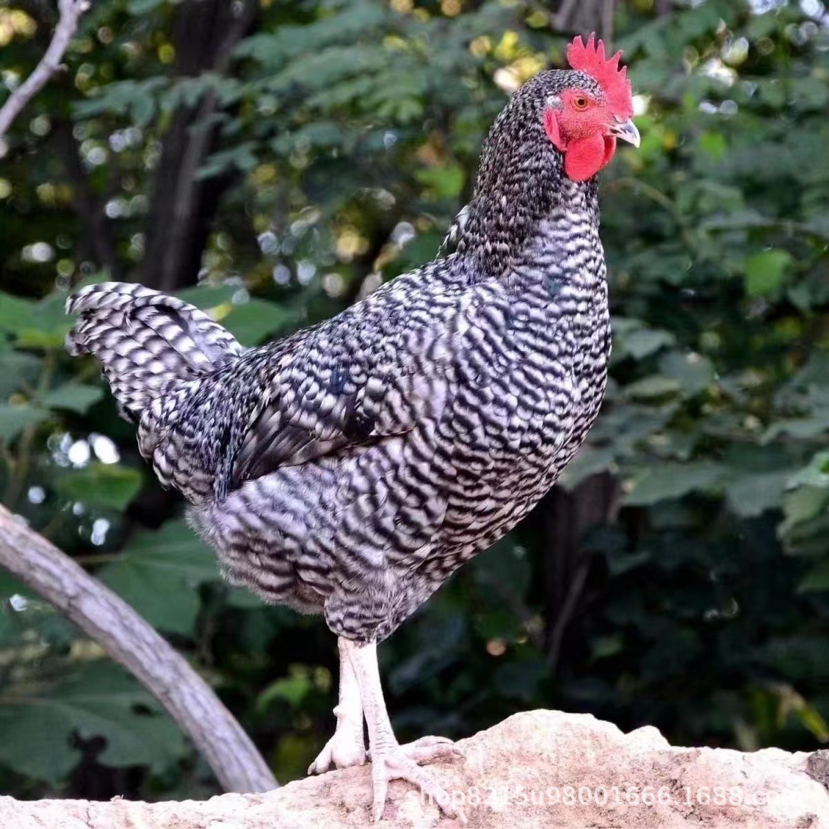 4只青年芦花鸡品种 宠物鸡包邮到家